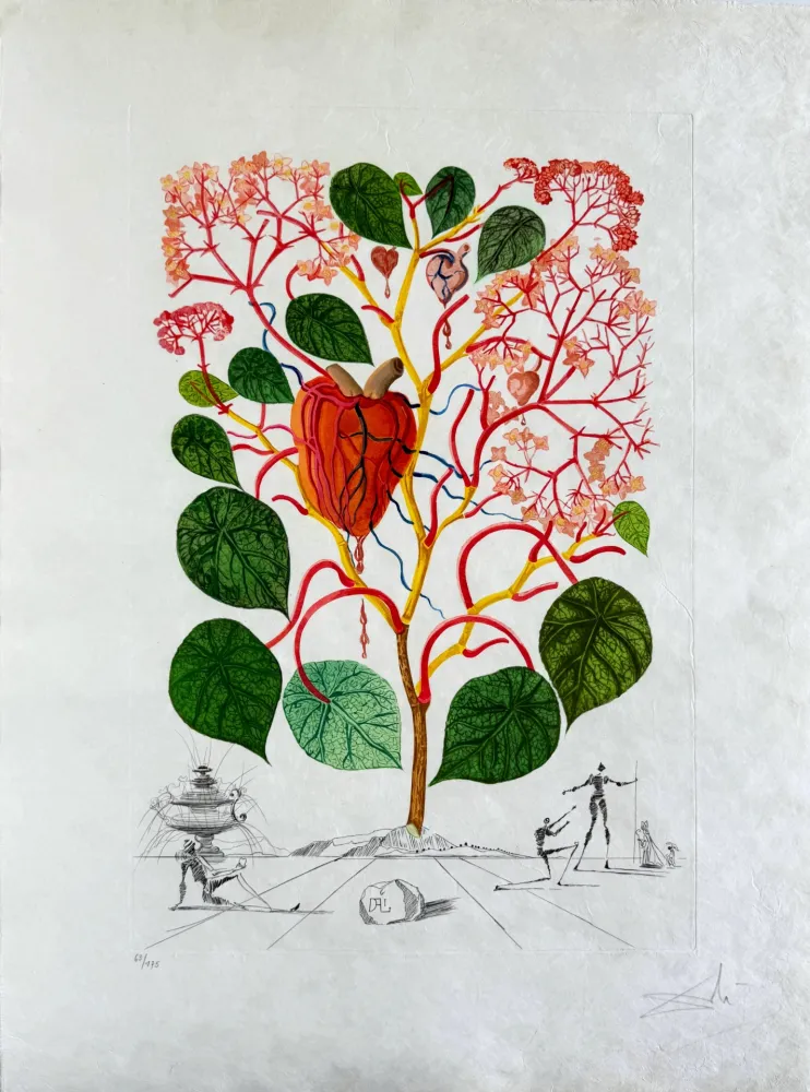 Kaltnadelradierung Dali - Begonia (Anacardium recordans)