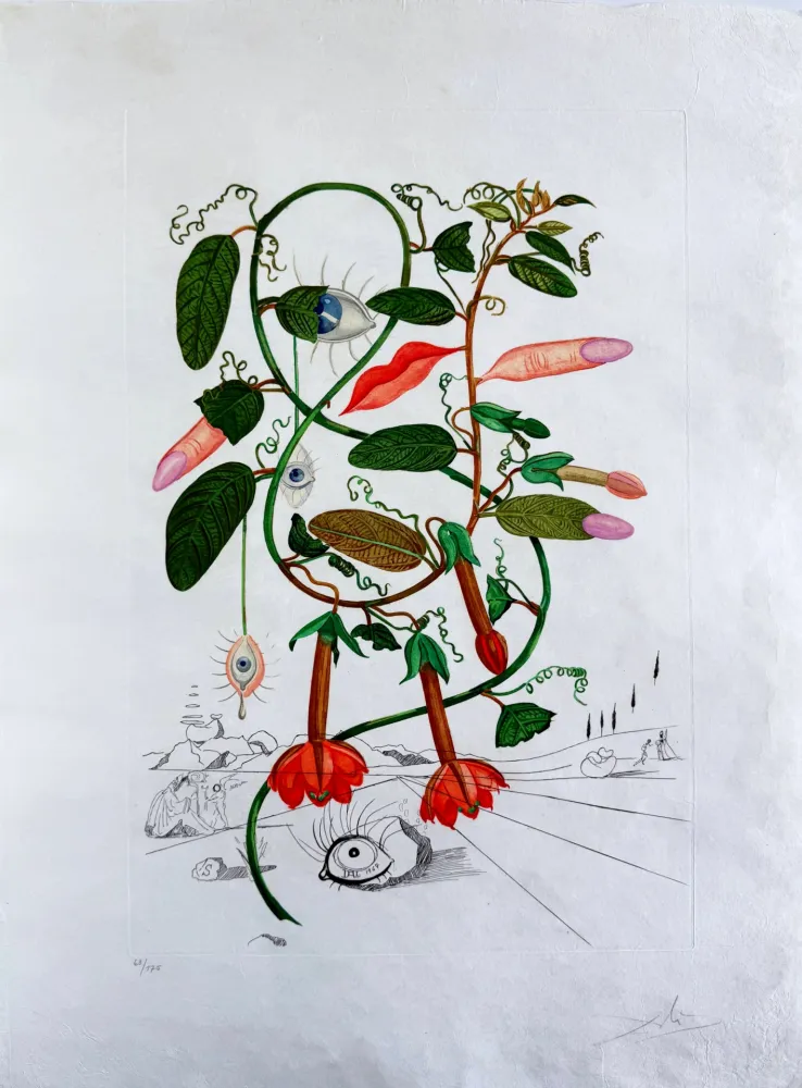 Kaltnadelradierung Dali - Cobea (Pisum sensuale) (Cobaea)