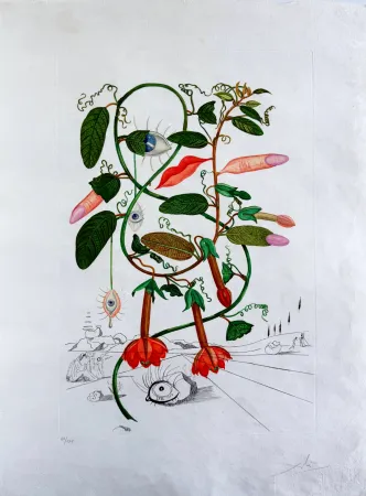 Kaltnadelradierung Dali - Cobea (Pisum sensuale) (Cobaea)