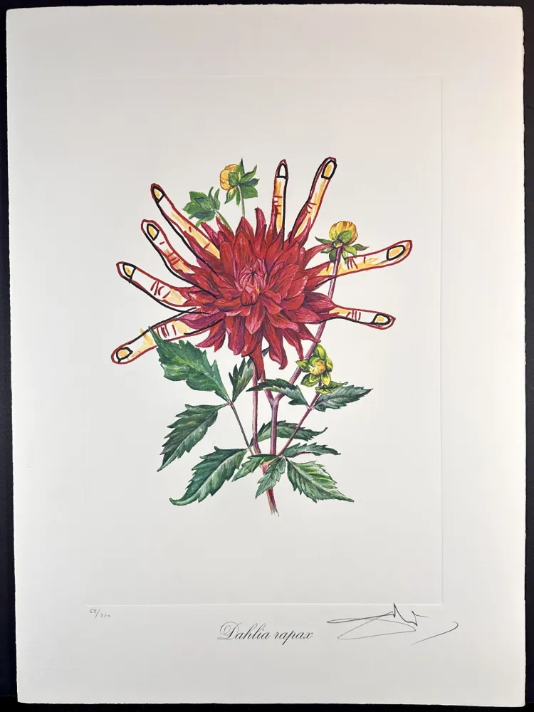 Stich Dali - Florals Dahlias of Dali