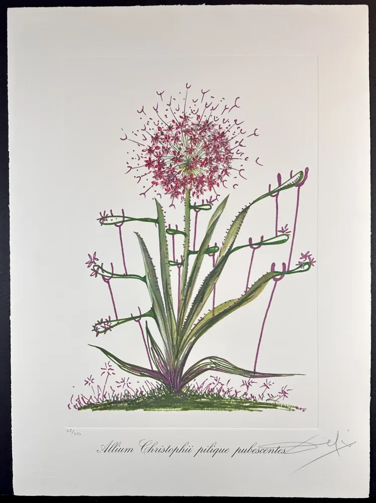 Stich Dali - Florals Desert Cactus