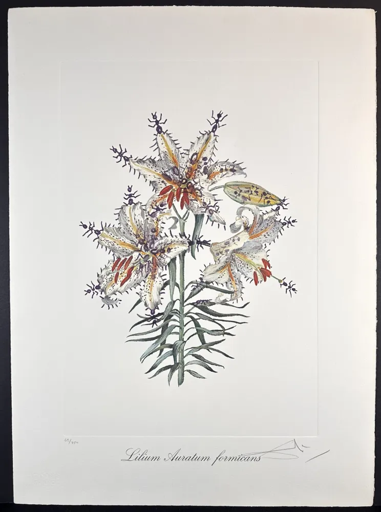 Stich Dali - Florals Erotic Lily