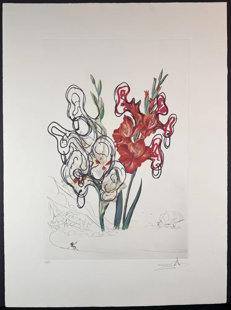Stich Dali - Florals Gladiolus Costa Brava