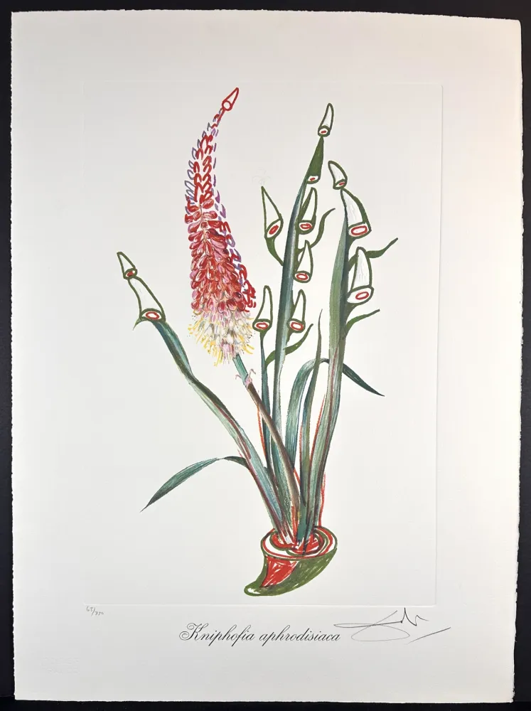 Stich Dali - Florals Rhinoceros Stock