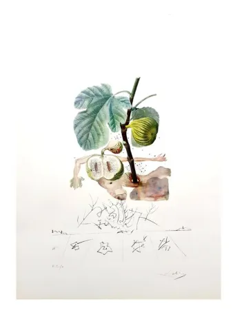 Stich Dali - Flordali - Homme Figuier