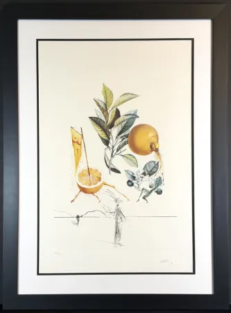 Stich Dali - FlorDali/Les Fruits Grapefruit