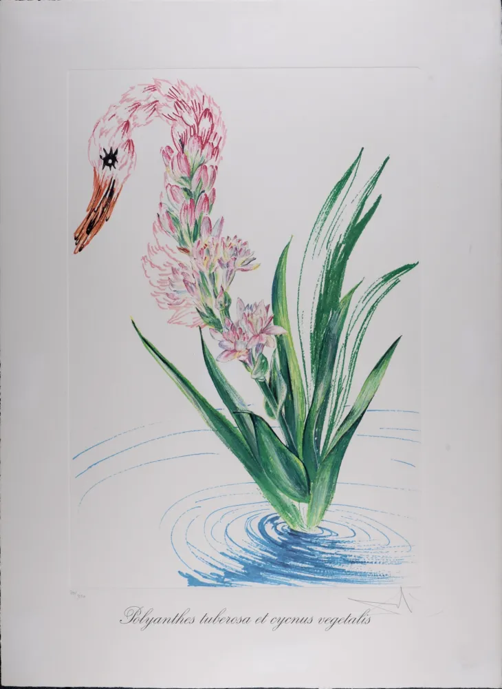 Heliogravüre Dali - Polyanthes tyberosa et cygnus vegetalis