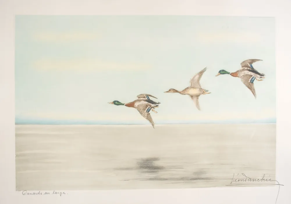 Radierung Danchin - 12 Canards au large - Three Ducks flying (Original)