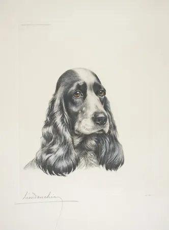 Radierung Danchin - 23 Tête de Cocker femelle - Black and white Cocker Spaniel head (Original)
