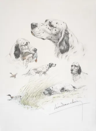 Lithographie Danchin - English Setter study - Etudes de Setter Anglais