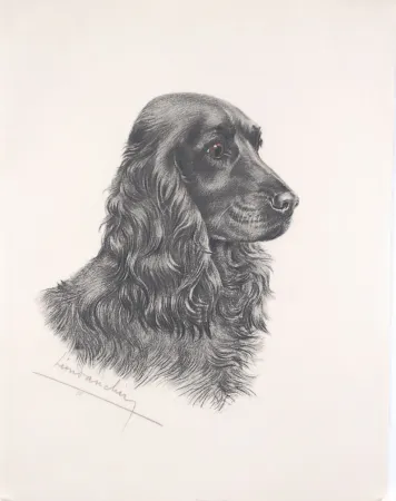 Radierung Danchin - Tête de Cocker noir male - Black Cocker Spaniel head (Original)
