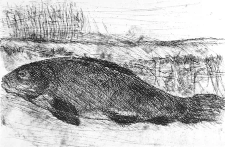 Radierung Della Torre - La tinca