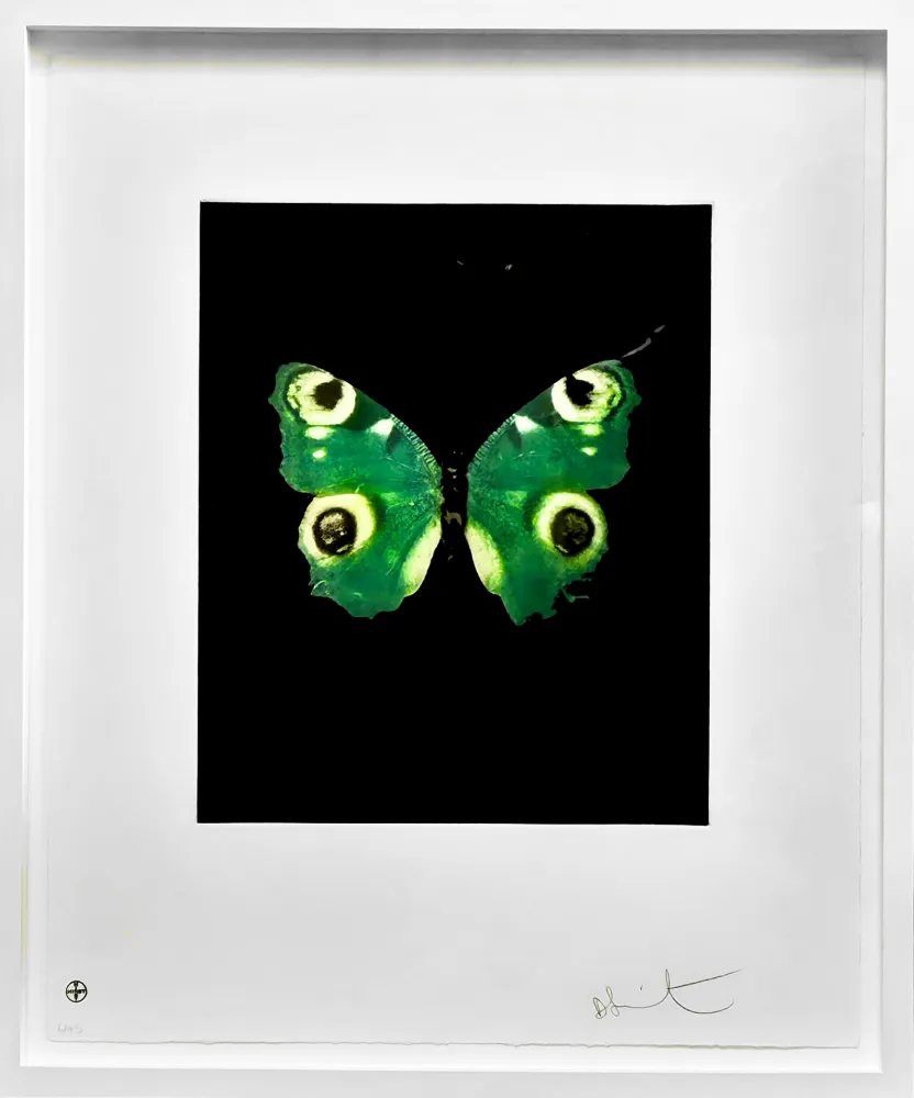 Keine Technische Hirst -  Fate - from the Butterflies portfolio, 2009 