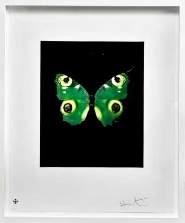 Keine Technische Hirst -  Fate - from the Butterflies portfolio, 2009 