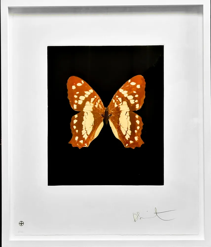 Radierung Und Aquatinta Hirst - Regeneration - from the Butterflies portfolio, 2009 