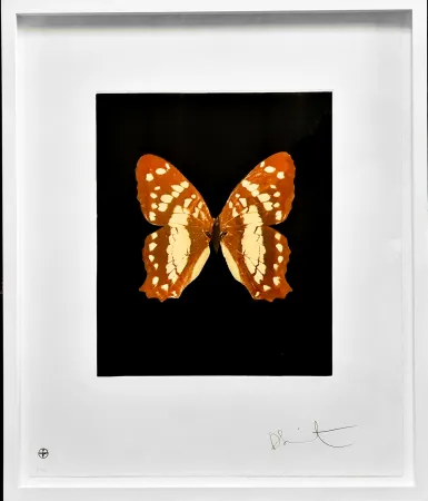 Radierung Und Aquatinta Hirst - Regeneration - from the Butterflies portfolio, 2009 