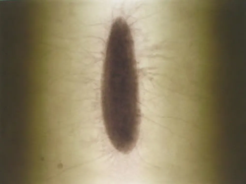 Stich Kapoor - Untitled 02