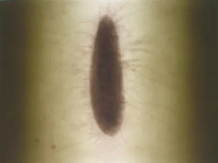 Stich Kapoor - Untitled 02