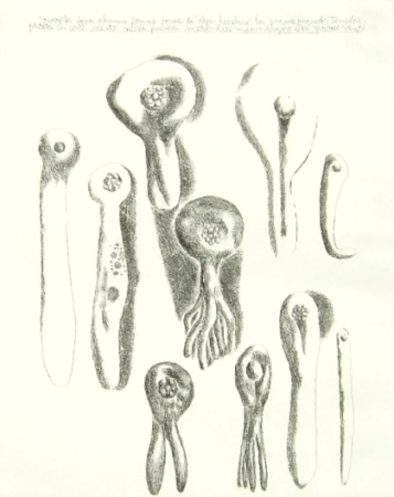 Stich Lionni - Senza titolo