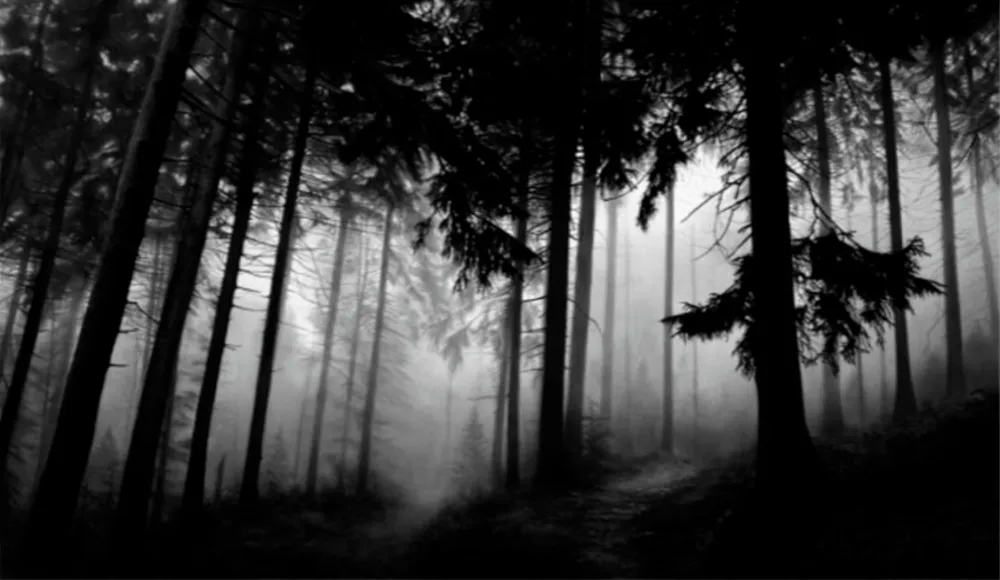 Multiple Longo - Fairmount Forest