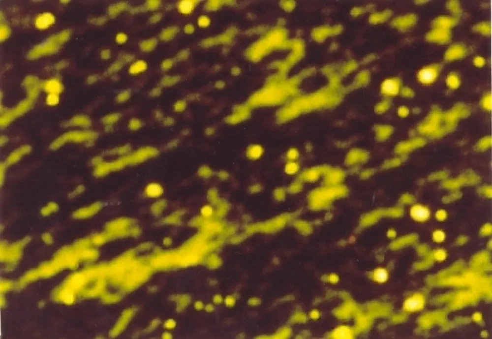 Illustriertes Buch Luscher - Il sole in abisso