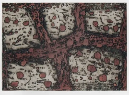 Stich Music - Terre d'Istrie