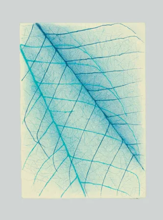 Keine Technische Napoleone - Essenze, assenze