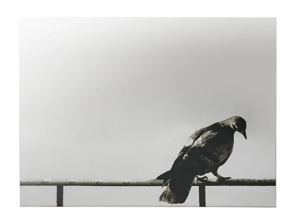 Siebdruck Pistoletto - La Colomba