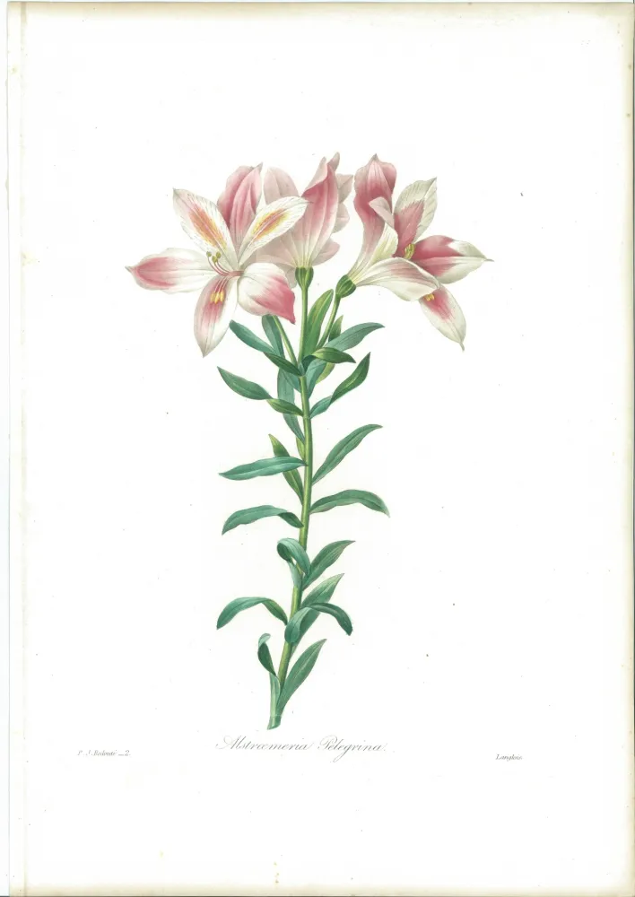 Radierung Redouté - Alstroemeria Pelegrina