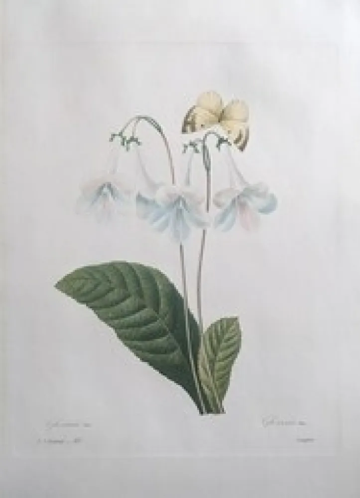 Radierung Redouté - Gloxinie / Gloxinis