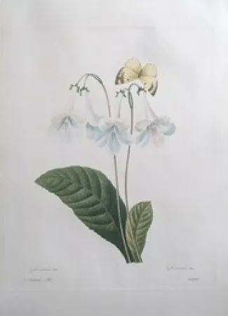 Radierung Redouté - Gloxinie / Gloxinis