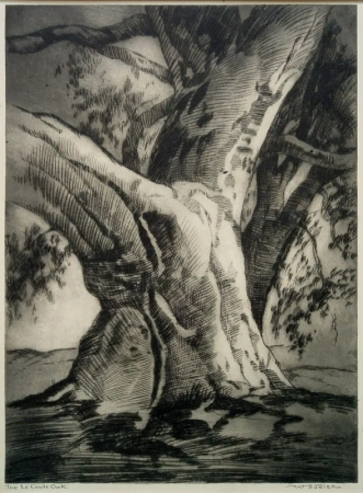 Kaltnadelradierung Rice - The Le Conte Oak