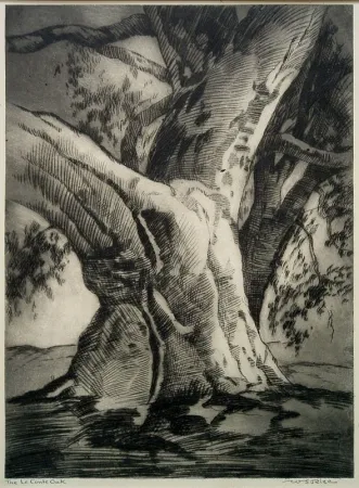 Kaltnadelradierung Rice - The Le Conte Oak