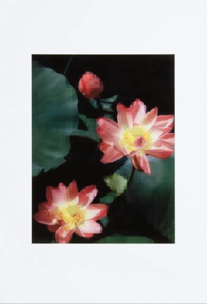 Keine Technische Ruff - Lotus Flower