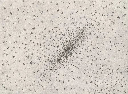 Lithographie Ruscha - Insect Slants (Ants)