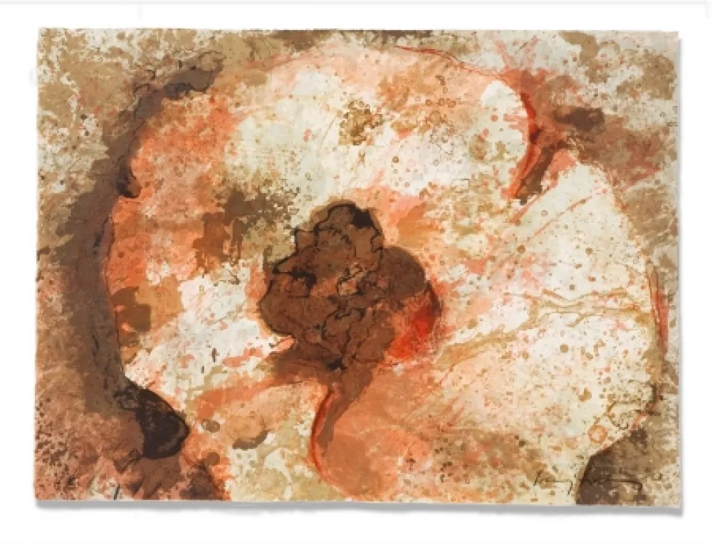 Stich Salinas - Hongo