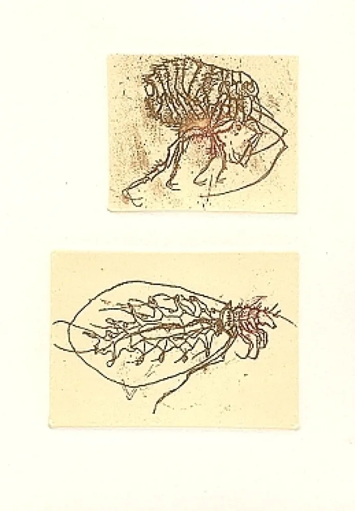 Illustriertes Buch Saroni - Insettario