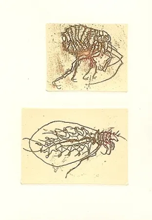 Illustriertes Buch Saroni - Insettario