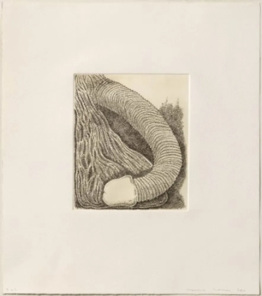 Stich Siena - Membre