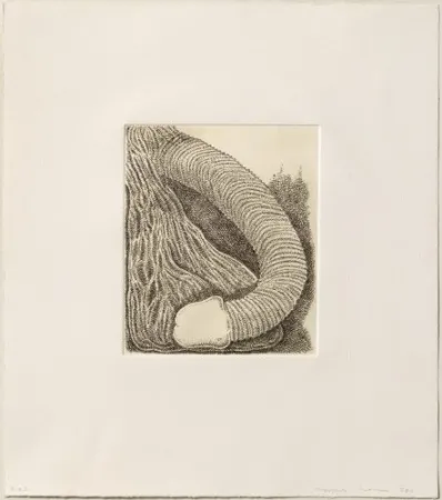 Stich Siena - Membre