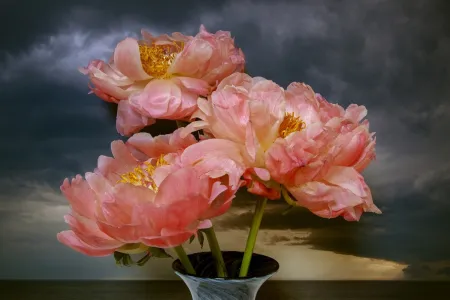 Fotografie Sills - Coral Peonies Northumberland Strait