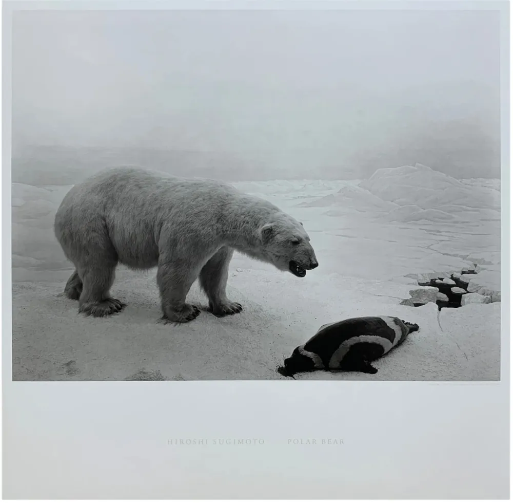 Multiple Sugimoto - Polar Bear