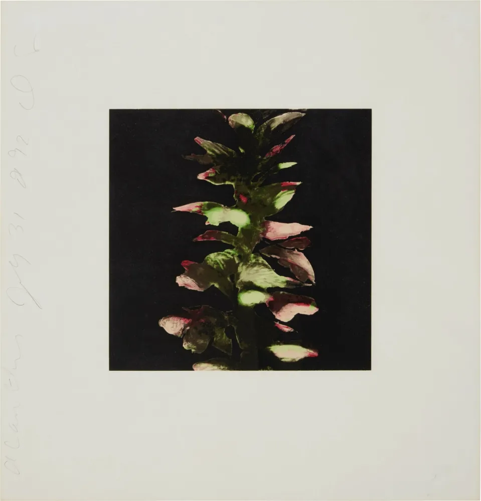 Siebdruck Sultan - Acanthus from Fruits and Flowers