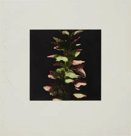 Siebdruck Sultan - Acanthus from Fruits and Flowers