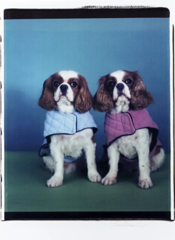 Multiple Wegman - Untitled (Spaniels)
